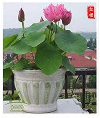VibeX LX-64 - Water Lily Flower - (90 Seeds) Seed(90 per packet)