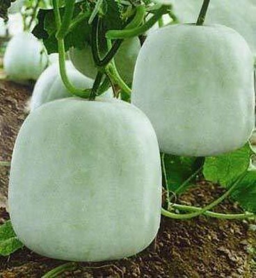 Aywal Ash Gourd (Mithai Petha) Vegetable Seed(13 per packet)