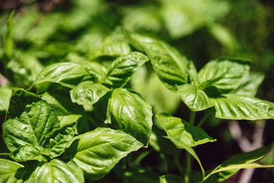 Qualtivate VXI-15 MARSEILLAIS DWARF BASIL Seed(1000 per packet)