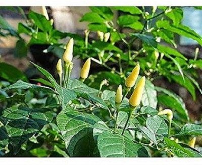 KNESSiN Thai Chili - Bird Chilli -White [400 Seeds] Seed(400 per packet)