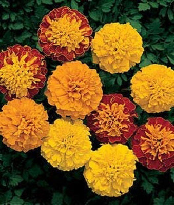 VibeX ® LXI-572 Marigold Seeds Mix Seed(500 per packet)