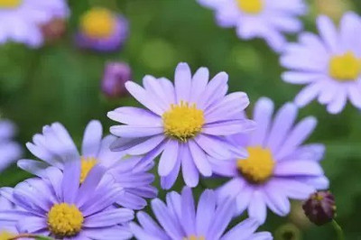 Aro Swan River Daisy Seed(65 per packet)