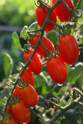 Jevik tomato Seed(100 per packet)