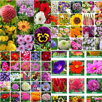 ibains All flower seed biij 210 Seed(210 per packet)