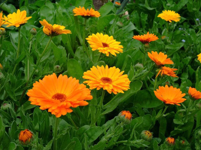 Platis Calendula Blend Seed(80 per packet)