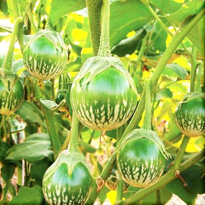 Biosnyg (BIO) Small Green Brinjal Baby Round Aubergine Eggplants ( Seeds) Seed(2000 per packet)