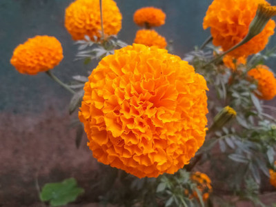 Eurotech marigold,gende ka phool seeds Seed(21 per packet)