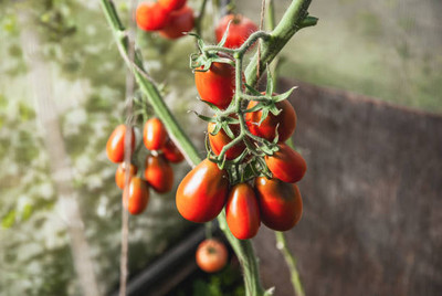 modernseed tomato Seed(145 per packet)