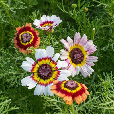CYBEXIS NBIR-93 - F1 Hybrid Painted Mix Daisy Flower - (180 Seeds) Seed(180 per packet)