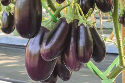 Bula Plant House Purple Brinjal Vegetable Seed(97 per packet)