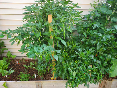 granthi Green HOT Pepper Chilli Seed(2000 per packet)