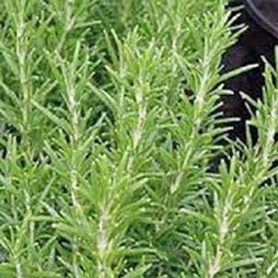 CYBEXIS PUAS-43 - Rosemary Rosmarinus officinalis - (2250 Seeds) Seed(2250 per packet)