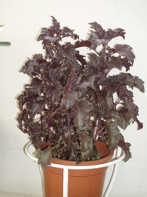 WILLVINE PAU-44 Opal Basil(Ocimum basilicum) Seed(1000 per packet)