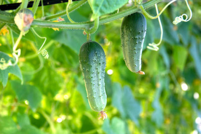 AFARTIOBINA 118 Pc Cucumber Seeds Seed(118 per packet)