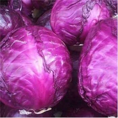 Aywal RED CABBAGE Seed(130 per packet)