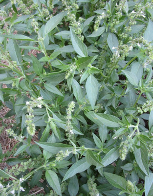 VibeX ® XXL-5 Organic American Basil Seeds Seed(1000 per packet)
