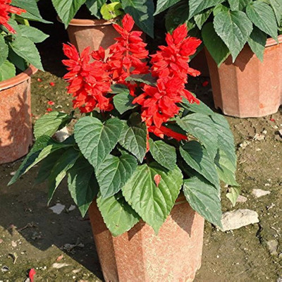 BDSresolve winter sesaon flower seeds/salvia seed 16 Seed(16 per packet)