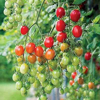 Qualtivate XLL-545 Celano F1 Tomato Seeds Seed(200 per packet)