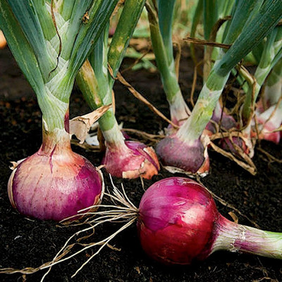 KNESSiN F1 Hybrid Red Candy Apple Onion Vegetable Seeds For Planting-(2400 Seeds) Seed(2400 per packet)