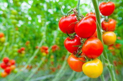 JOY SHREE tomato Seed(140 per packet)