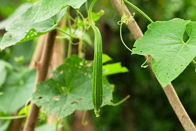 XOLDAA FI QUALITY RIDGE GOURD Seed(14 per packet)