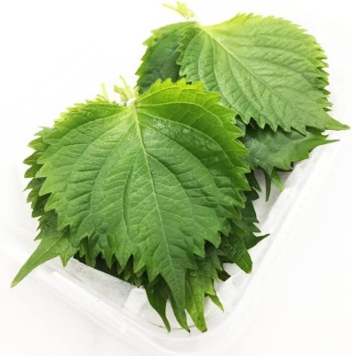 Qualtivate NBIR-11 Japanese Ohba Ao Shiso(Perilla) Seed(300 per packet)