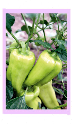 Biosnyg F1 Hybrid Light Green Gypsy Chilli Vegetable Seeds For Gardening-(400 Seeds) Seed(400 per packet)