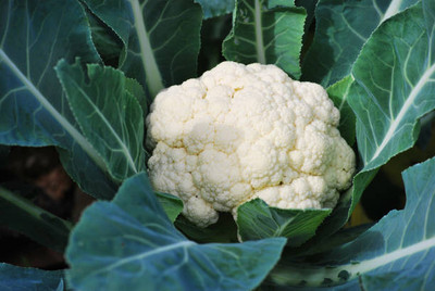 Epoojacart white cauliflower,gobhee seeds Seed(40 per packet)