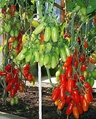 the green dotcom Cherry tomato seeds for plant/Tomato seeds for home gardening Seed(20 per packet)