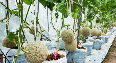 CYBEXIS PAU-11 - Hara Madhu Kharbuj / Musk Melon - (1350 Seeds) Seed(1350 per packet)