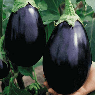 SREE brinjal Seed(75 per packet)
