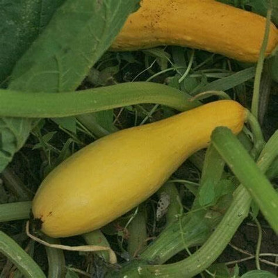 KNESSiN Hybrid Yellow Straightneck Squash Seeds For Gardening - (40 Seeds) Seed(40 per packet)