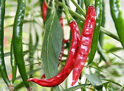 KNESSiN Chilli Red Variety K-2. Long And Bright Coloured[400 Seeds] Seed(400 per packet)