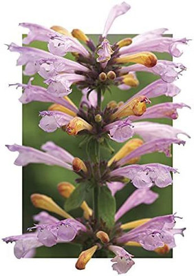 CYBEXIS TLX-7 - Arizona Sunset Hummingbird Mint - (1350 Seeds) Seed(1350 per packet)