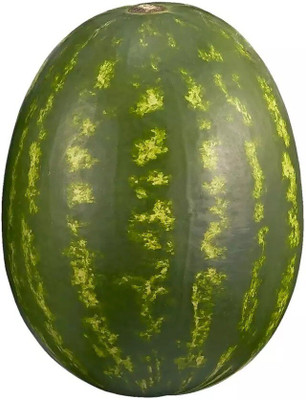 Quentova High Quality Watermelon तरबूज के बीज-HQ-6M Seed(150 per packet)