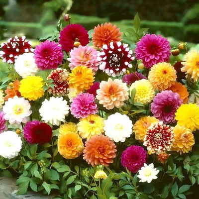 Qualtivate LXI-257 Mixed Dahlia Seeds | Non-GMO Seed(50 per packet)