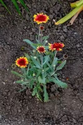 Aro Gaillardia, Pulchela Double Mix Seed(10 per packet)