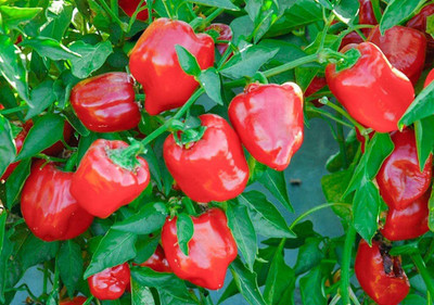 VibeX ® LXI-616 Red Capsicum Vegetable Seeds Seed(200 per packet)