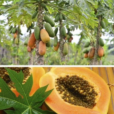 the green dotcom Papaya F1 Hybrid Seeds Pack Of 97 Seed(97 per packet)