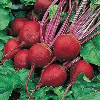 SUAA Beetroot (Chukandar) Vegetable Organic Seed(60 per packet)