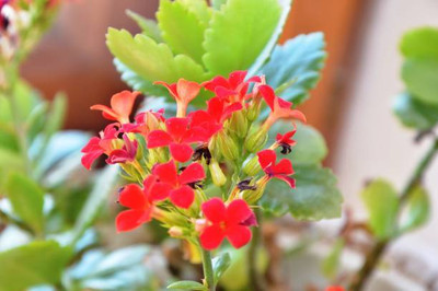 XOLDAA BALSAM FLOWER SEEDS Seed(30 per packet)