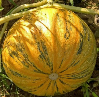 ErTh Styrian Pumpkin Seed(2000 per packet)