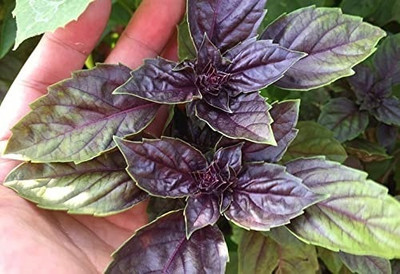 Qualtivate NDIR-16 Basil Ocimum Red Seed(1000 per packet)