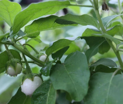 Quentova White Thai Eggplant/Brinjal-VISHVA Seed(400 per packet)
