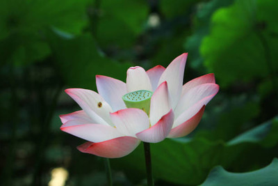 Aro LOTUS,KAMAL SEEDS Seed(11 per packet)