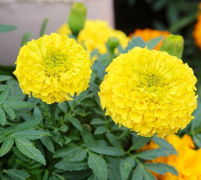 DIVINE marigold,gende ka phool seeds Seed(20 per packet)