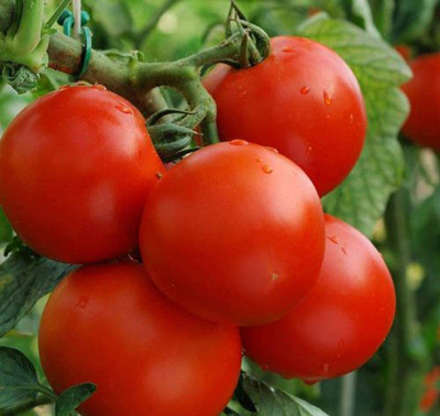 CYBEXIS Tomato Moneymaker Vegetable Salad Seeds2000 Seeds Seed(2000 per packet)