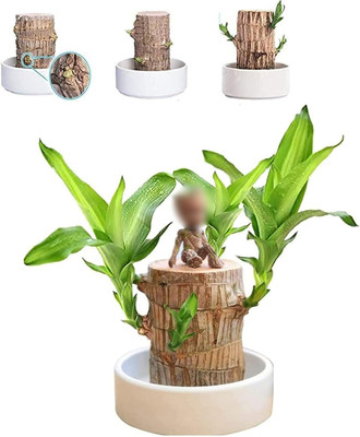 crockdile Brazilian Lucky Wood: Your Guide to Attracting Prosperity and Wellness Seed(1 per packet)