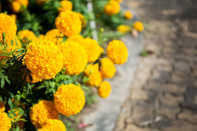 Greenco marigold/gende ka phool flower seeds Seed(50 per packet)