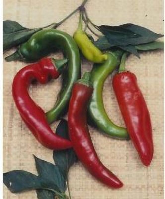 Jevik Bombita-Hot-Cherry-Pepper- Seed(210 per packet)